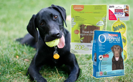 Image of $12 For a Bag of Natural Zoe Dog Treats, $10 towards Nutrience Dog Food that Includes a Free Kong Toy, 1 Day of Doggie Day Care and 10% off Grooming at The Puppy's Place (a $55 Value)