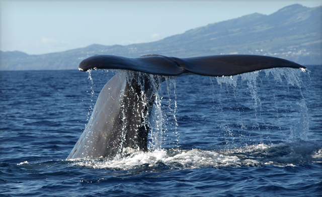 Image of Azores Luxury Island Package: 6 Nights at a 5 Star Hotel, Air & More! Starting at $999