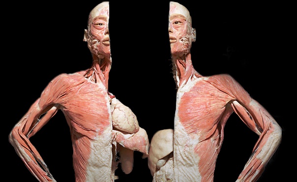 Image of Up to 54% off Tickets to the Bodies Exhibit: Niagara Falls