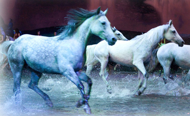 Image of 30% off Tickets to Cavalia's Odysseo - Click BUY and Use Promo Code: WAGJAG