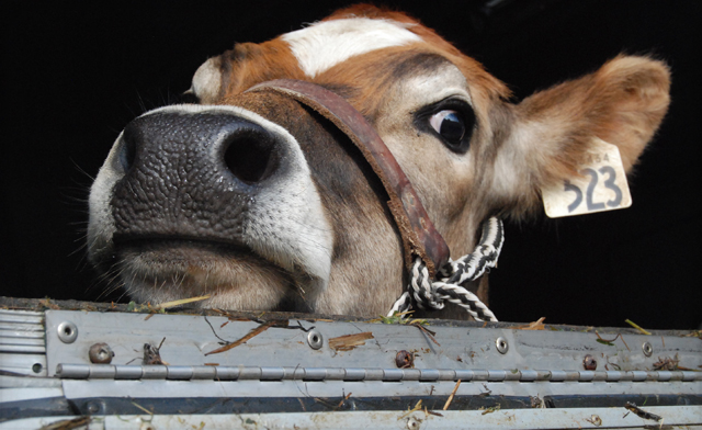 Image of $30 for a Family Pass to Centreville Amusement Park's Easter Egg-Stravaganza (a $60 Value)