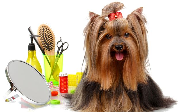 Image of Up to 48% off Dog Grooming Services in Burlington