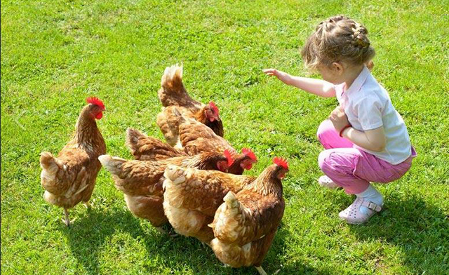 Image of Up to 44% off a Farm Experience for Children & Adults in Cambridge