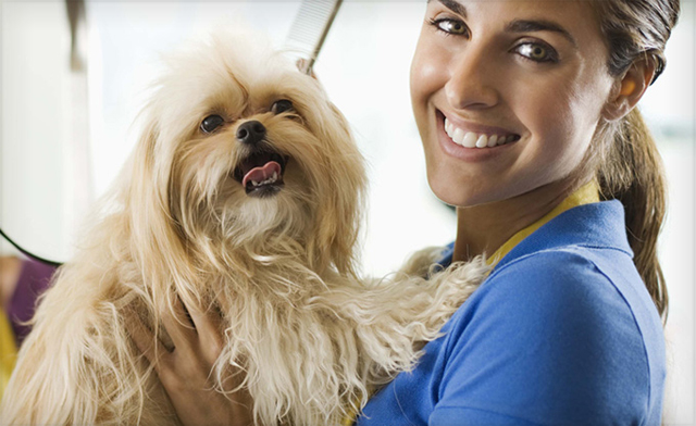 Image of $19 for an Accredited Online Dog Grooming Course (a $175 Value)