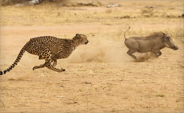 Image of 10-Day Trip to South Africa with Flights, Hotels, Safari Tours,  Meals and More - Starting at $2,999