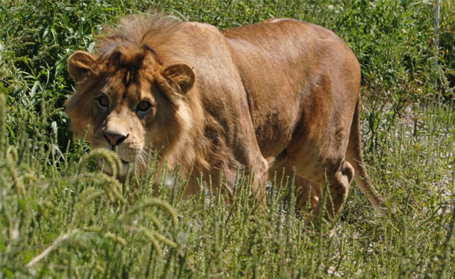 Image of $25 for a Family Admission Pass to Jungle Cat World (a $52 Value)