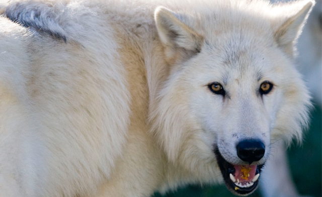 Image of $25 for a Family Admission Pass to Jungle Cat World (a $52 Value)