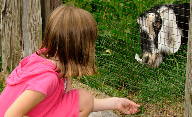 Image of $10 for a Family Admission to Lang Pioneer Village Museum (a $20 Value)