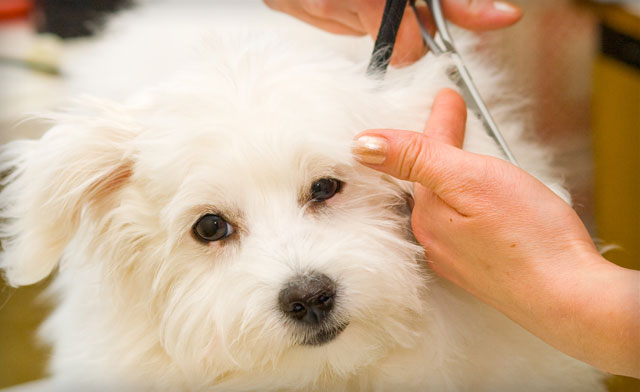 Image of 50% off Dog Grooming Services in Oshawa