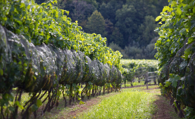 Image of Up to 48% off a Niagara-on-the-Lake Vineyard Tour, Tasting & Lunch