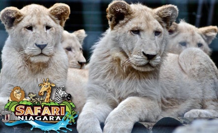 Image of $10 for a Niagara Falls Mystery Experience (Packages Valued between $20 and $180) - Includes Hotel Stays, Dining Vouchers or Entertainment Packages