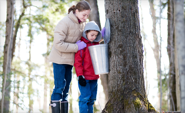 Image of Up to 60% off Sugar Bush Tours
