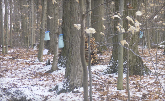 Image of Up to 43% off an Admission to Sugar Bush