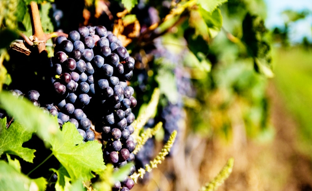 Image of Wine and Golf Packages in St. Catharines