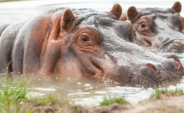 Image of $19 for a Full-Day Inclusive Admission (a $30.95 Value)