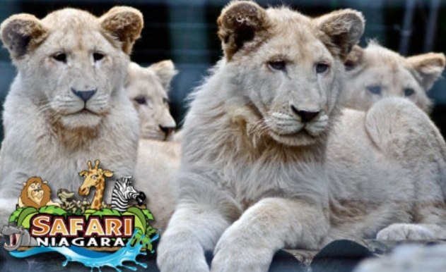 Image of $19 for All-Inclusive Daytime Admission (up to a $30.95 Value)