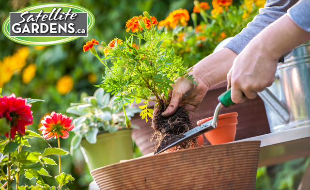 Image of $35 for $50 at Satellite Garden Centre