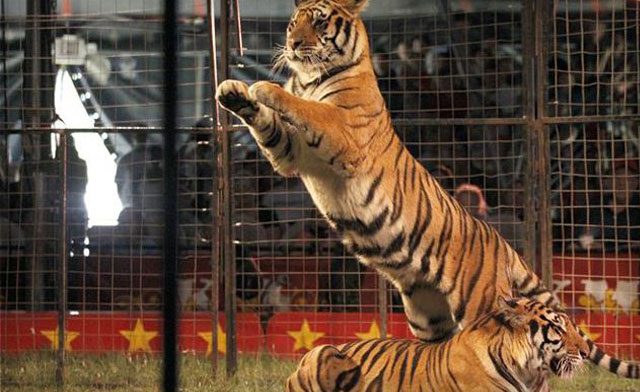 Image of $39 for 2 General Admission Tickets to the Shrine Circus in Brampton, Milton or Paris (a $72 Value)