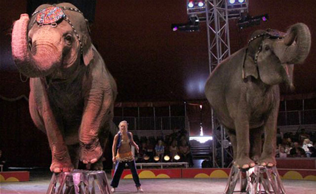 Image of $39 for 2 General Admission Tickets to the Shrine Circus in Brampton, Milton or Paris (a $72 Value)