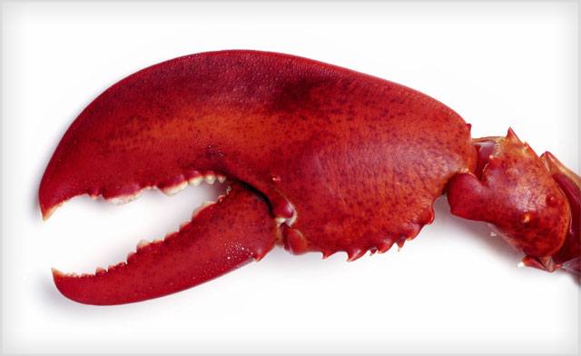 Image of $70 for 2.2 kg of Large Canadian Lobster Claw & Arm (a $92 Value)