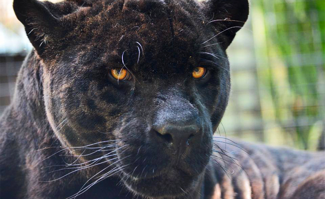 Image of Up to 47% off Admissions to The Killman Zoo