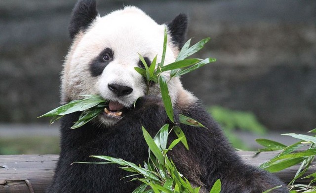 Image of Family Toronto Zoo Trip and a Hotel Stay