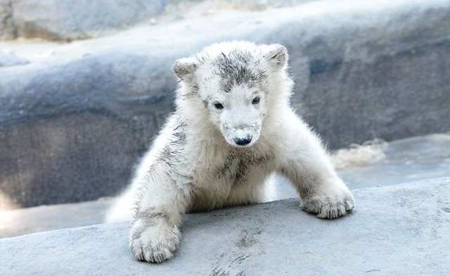 Image of Family Toronto Zoo Trip and a Hotel Stay