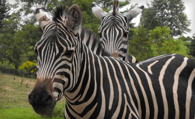 Image of Up to 43% off Admission to Twin Valley Zoo (3 Options)