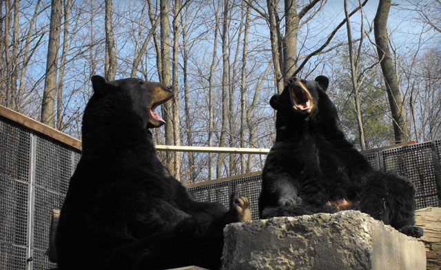 Image of Zoo Admissions in Brantford From $14, or Children's Admissions for Under $8