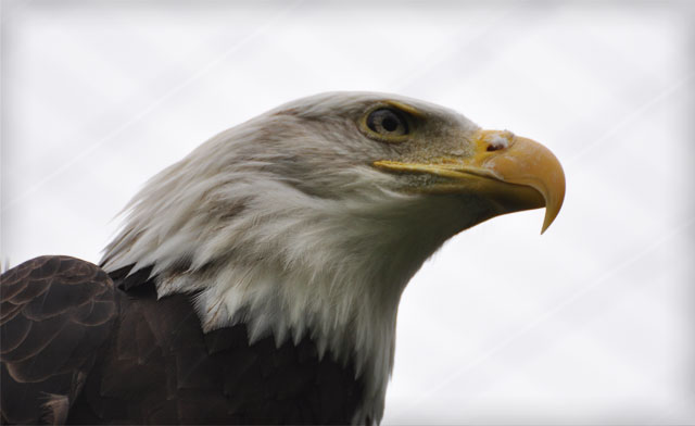 Image of Zoo Admissions in Brantford From $14, or Children's Admissions for Under $8