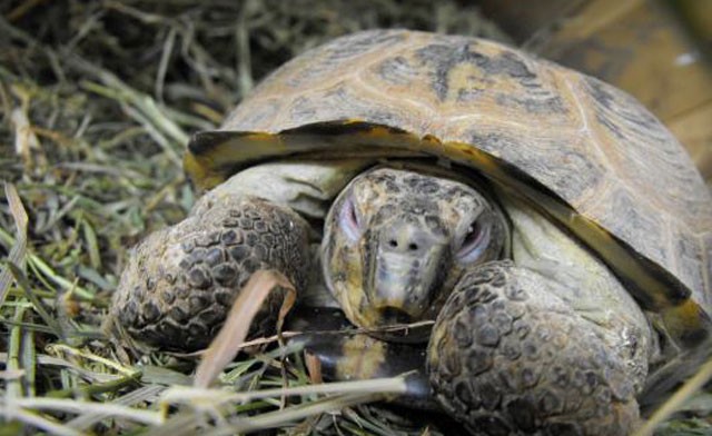 Image of Zoo Admissions in Brantford From $14, or Children's Admissions for Under $8