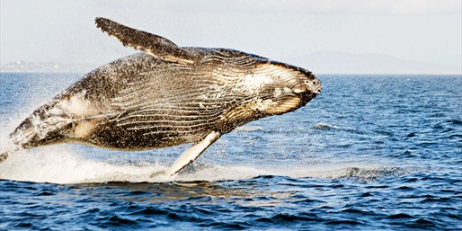 Image of $65 -- Whale-Watching Tour at 'Best Spot in North America'