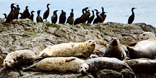 Image of $65 -- Whale-Watching Tour at 'Best Spot in North America'