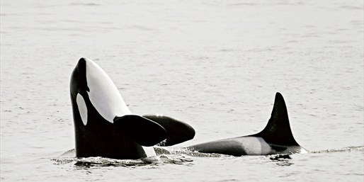 Image of $65 -- Whale-Watching Tour at 'Best Spot in North America'