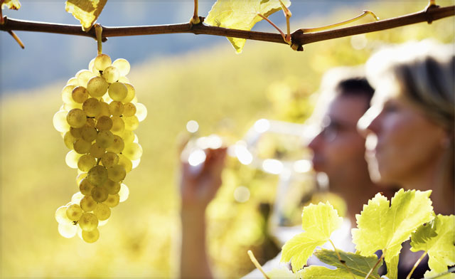 Image of Niagara Tasting Experiences at 17 wineries including bottles of wine, samples and more!