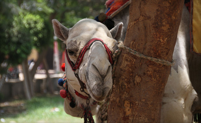 Image of $690 OFF! 10-Day Trip to Egypt with Flights, Hotels and More - Starting at $2,299