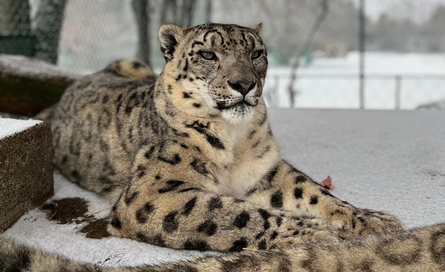 Image of Jungle Cat World