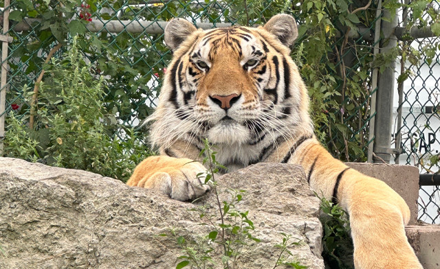 Image of Jungle Cat World