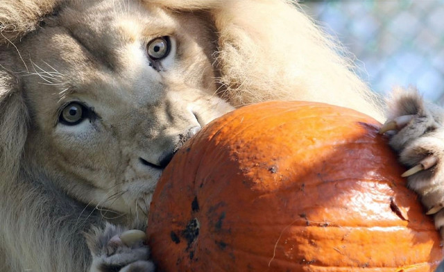 Image of Jungle Cat World