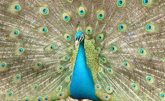 Image of Twin Valley Zoo