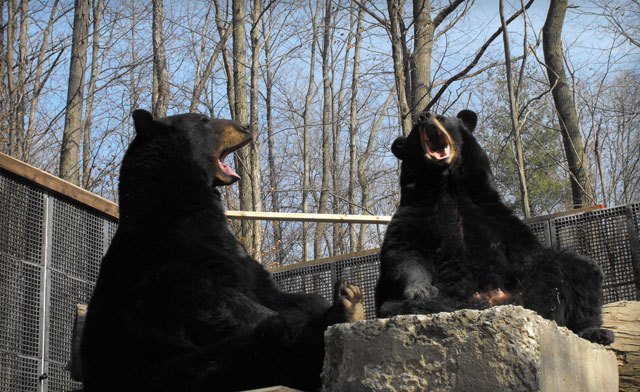 Image of Twin Valley Zoo