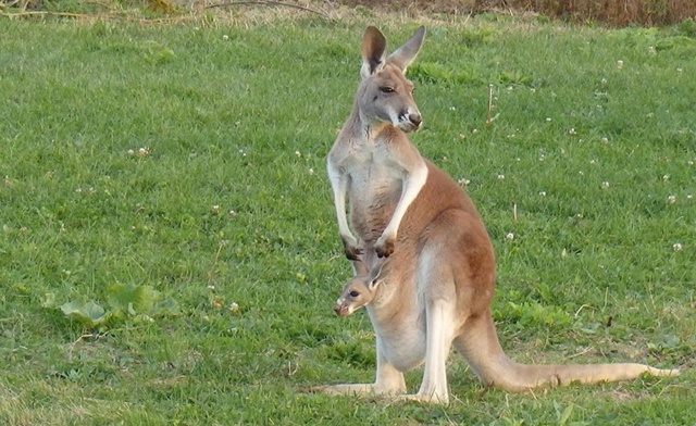 Image of Twin Valley Zoo