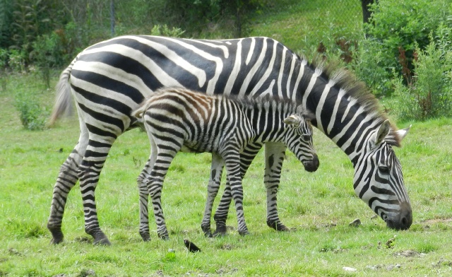 Image of Twin Valley Zoo