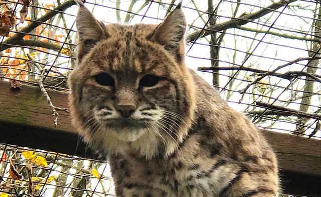Image of Twin Valley Zoo