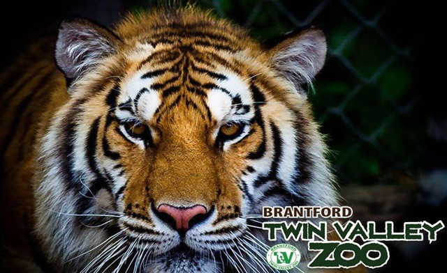 Image of Twin Valley Zoo