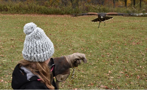 Image of Hawkeye Bird & Animal Control Inc.