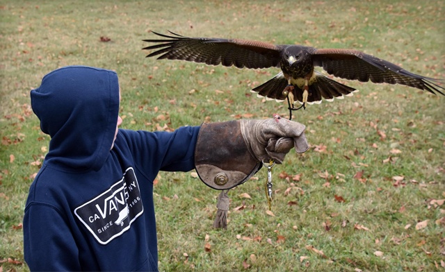 Image of Hawkeye Bird & Animal Control Inc.