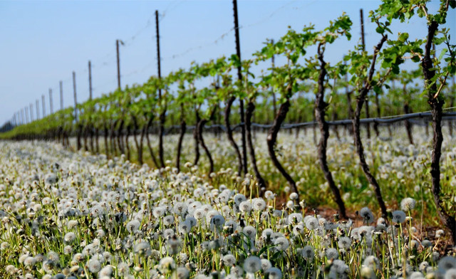 Image of Joseph's Estate Wines
