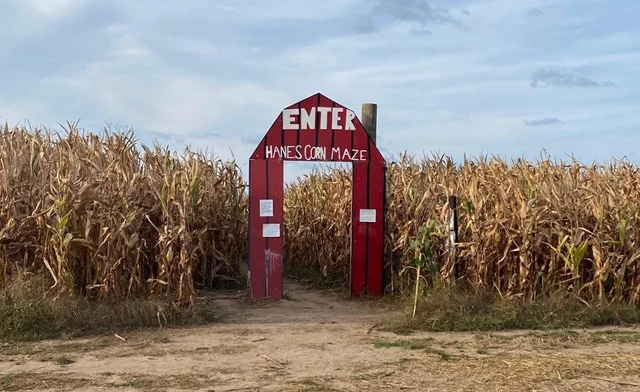 Image of Hanes Corn Maze