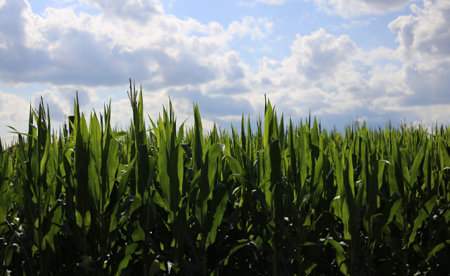 Image of Hanes Corn Maze